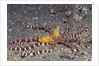 Wunderpuss Octopus by Anonymous