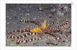 Wunderpuss Octopus by Anonymous