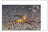 Wunderpuss Octopus by Anonymous
