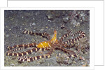Wunderpuss Octopus by Anonymous