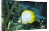 Spotfin Butterfly fish by Anonymous
