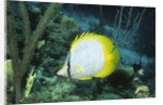 Spotfin Butterfly fish by Anonymous