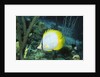 Spotfin Butterfly fish by Anonymous