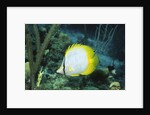 Spotfin Butterfly fish by Anonymous