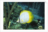 Spotfin Butterfly fish by Anonymous
