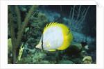 Spotfin Butterfly fish by Anonymous