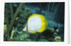 Spotfin Butterfly fish by Anonymous
