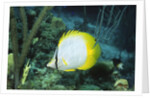 Spotfin Butterfly fish by Anonymous