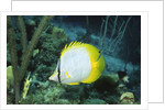 Spotfin Butterfly fish by Anonymous