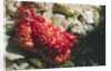Red-Ridged Clinging Crab by Anonymous