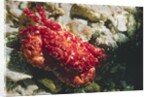 Red-Ridged Clinging Crab by Anonymous