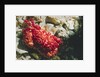 Red-Ridged Clinging Crab by Anonymous