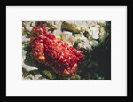 Red-Ridged Clinging Crab by Anonymous