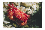 Red-Ridged Clinging Crab by Anonymous