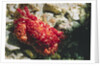 Red-Ridged Clinging Crab by Anonymous