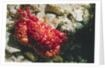 Red-Ridged Clinging Crab by Anonymous