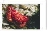 Red-Ridged Clinging Crab by Anonymous