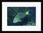 Spotlight Parrotfish supermale by Anonymous