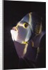 French Angelfish close-up by Anonymous