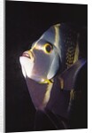 French Angelfish close-up by Anonymous