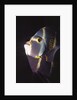 French Angelfish close-up by Anonymous