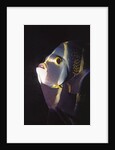 French Angelfish close-up by Anonymous