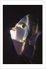 French Angelfish close-up by Anonymous