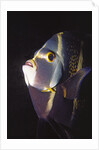 French Angelfish close-up by Anonymous