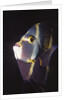 French Angelfish close-up by Anonymous