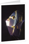French Angelfish close-up by Anonymous
