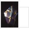 French Angelfish close-up by Anonymous