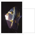 French Angelfish close-up by Anonymous
