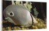 Four eye Butterfly fish by Anonymous