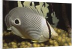 Four eye Butterfly fish by Anonymous
