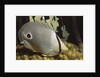 Four eye Butterfly fish by Anonymous