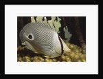 Four eye Butterfly fish by Anonymous