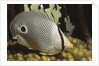 Four eye Butterfly fish by Anonymous