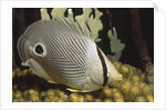 Four eye Butterfly fish by Anonymous