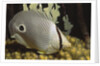 Four eye Butterfly fish by Anonymous
