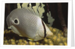 Four eye Butterfly fish by Anonymous