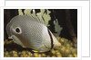 Four eye Butterfly fish by Anonymous