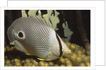 Four eye Butterfly fish by Anonymous