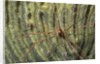 Yellowline Arrow Crab by Anonymous