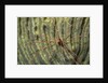 Yellowline Arrow Crab by Anonymous