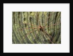 Yellowline Arrow Crab by Anonymous