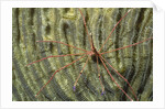 Yellowline Arrow Crab by Anonymous