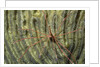 Yellowline Arrow Crab by Anonymous