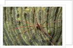 Yellowline Arrow Crab by Anonymous