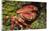 Batwing Coral Crab by Anonymous