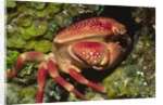 Batwing Coral Crab by Anonymous